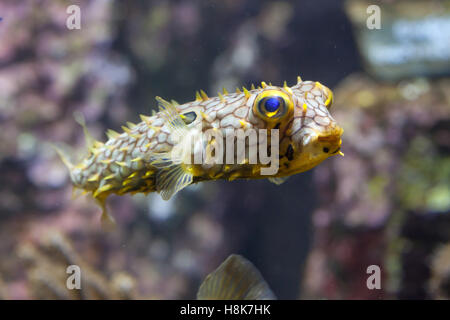 Gestreifte Burrfish (Chilomycterus Schoepfi), auch bekannt als der stacheligen Kofferfisch. Stockfoto