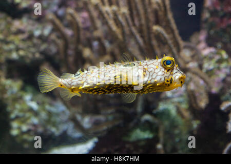 Gestreifte Burrfish (Chilomycterus Schoepfi), auch bekannt als der stacheligen Kofferfisch. Stockfoto