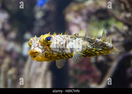 Gestreifte Burrfish (Chilomycterus Schoepfi), auch bekannt als der stacheligen Kofferfisch. Stockfoto