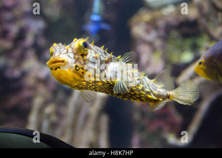 Gestreifte Burrfish (Chilomycterus Schoepfi), auch bekannt als der stacheligen Kofferfisch. Stockfoto