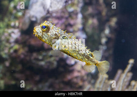 Gestreifte Burrfish (Chilomycterus Schoepfi), auch bekannt als der stacheligen Kofferfisch. Stockfoto