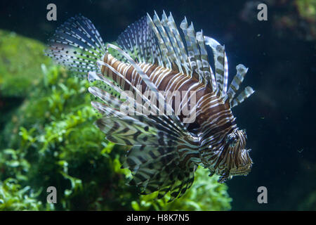 Roten Rotfeuerfisch (Pterois Volitans). Meeresfische. Stockfoto