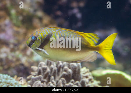 Kritzelte Kaninchen (Siganus Doliatus), auch bekannt als die vergitterten Spinefoot. Stockfoto