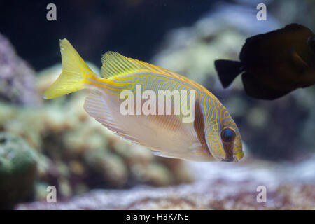 Kritzelte Kaninchen (Siganus Doliatus), auch bekannt als die vergitterten Spinefoot. Stockfoto