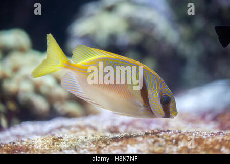 Kritzelte Kaninchen (Siganus Doliatus), auch bekannt als die vergitterten Spinefoot. Stockfoto