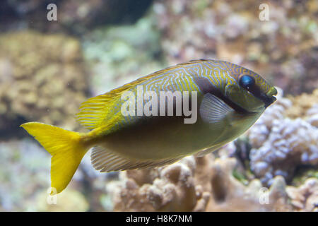 Kritzelte Kaninchen (Siganus Doliatus), auch bekannt als die vergitterten Spinefoot. Stockfoto