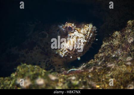 Roten Drachenköpfe (Scorpaena Scrofa), auch bekannt als der Bigscale Drachenköpfe. Stockfoto