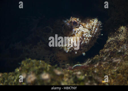 Roten Drachenköpfe (Scorpaena Scrofa), auch bekannt als der Bigscale Drachenköpfe. Stockfoto