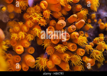 Orange Schale Koralle (Tubastraea Coccinea). Stockfoto