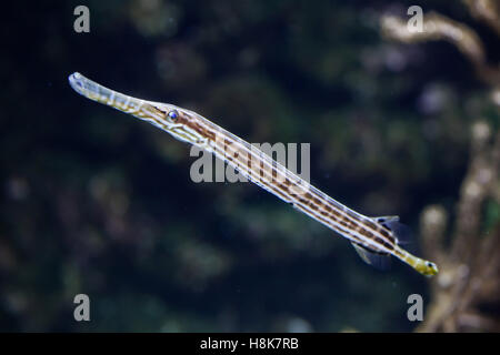 Chinesisches Trumpetfish (Aulostomus Chinensis). Meeresfische. Stockfoto