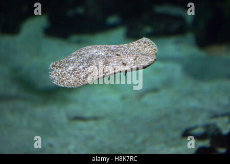 Steinbutt (Scophthalmus Maximus). Meeresfische. Stockfoto