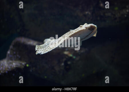 Steinbutt (Scophthalmus Maximus). Meeresfische. Stockfoto