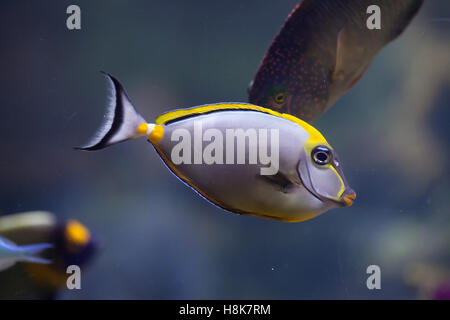 Orange-Wirbelsäule Unicornfish (Naso Lituratus), auch bekannt als der maskierte Unicornfish. Stockfoto