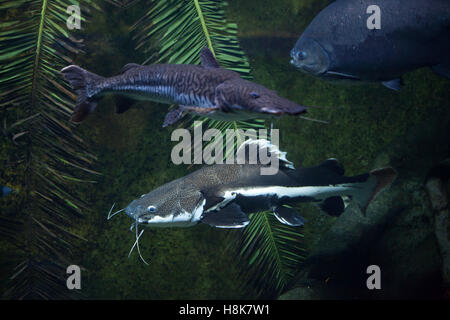 Rotschwanzboa Wels (Phractocephalus Hemioliopterus) und Tiger Sorubim (Pseudoplatystoma Tigrinum). Stockfoto