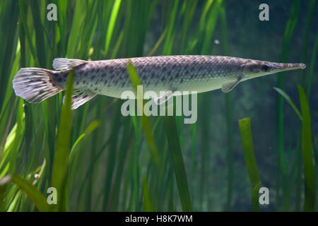 Gefleckte Gar (Lepisosteus Oculatus). Süßwasserfische. Stockfoto