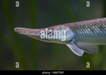 Gefleckte Gar (Lepisosteus Oculatus). Süßwasserfische. Stockfoto