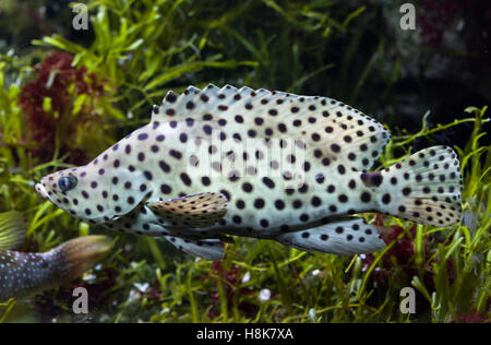 Buckel Grouper (Cromileptes Altivelis), auch bekannt als der Panther-Zackenbarsch. Stockfoto