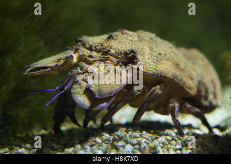 Mediterrane Bärenkrebs (Scyllarides Latus). Stockfoto