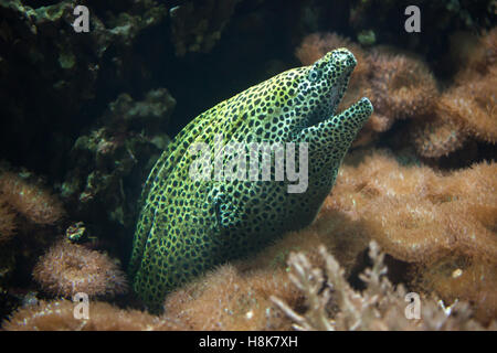 Geschnürte Muräne (Gymnothorax Favagineus), auch bekannt als der Leopard Moray. Stockfoto