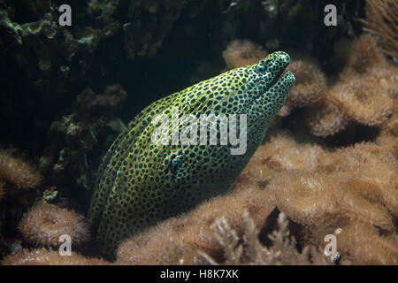 Geschnürte Muräne (Gymnothorax Favagineus), auch bekannt als der Leopard Moray. Stockfoto