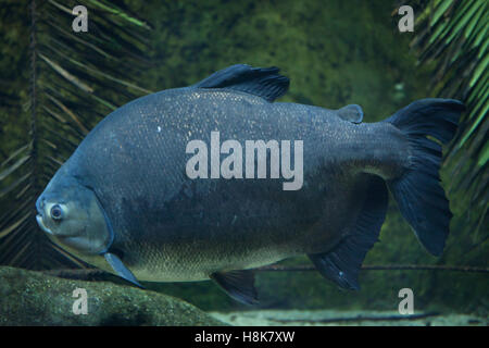 Tambaqui (Colossoma Macropomum), auch bekannt als riesiger Pacu. Stockfoto