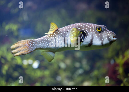 Weiß gefleckten Kugelfisch (Arothron Hispidus). Meeresfische. Stockfoto