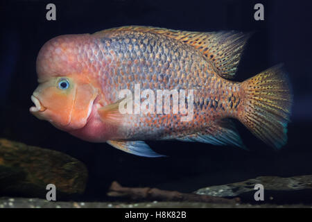 Quetzal Cichlid (Paraneetroplus Synspilus), auch bekannt als die rothaarige Buntbarsche. Stockfoto