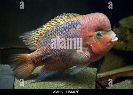 Quetzal Cichlid (Paraneetroplus Synspilus), auch bekannt als die rothaarige Buntbarsche. Stockfoto