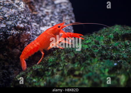 Roter Sumpf Langusten (Procambarus Clarkii), auch bekannt als der Louisiana Langusten. Stockfoto