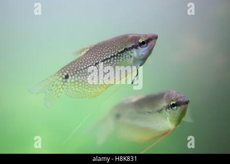 Perle Gurami (Trichopodus Leerij), auch bekannt als Mosaik Gurami. Stockfoto