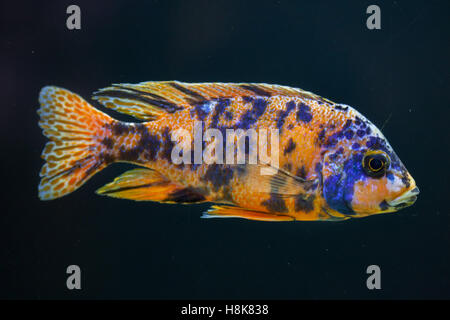 Orange Fleck Pfau (Mbunas sp.). Süßwasserfische. Stockfoto