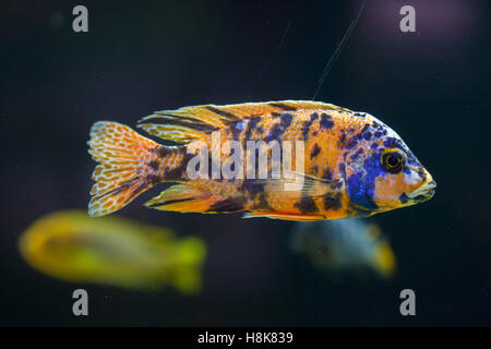 Orange Fleck Pfau (Mbunas sp.). Süßwasserfische. Stockfoto