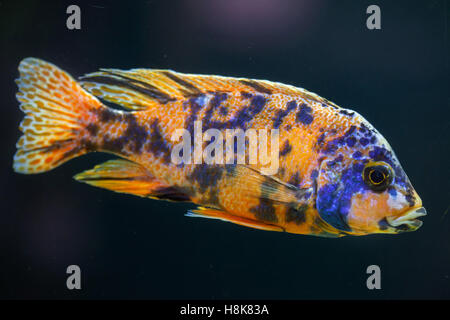 Orange Fleck Pfau (Mbunas sp.). Süßwasserfische. Stockfoto