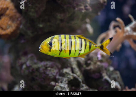 Goldene Trevally (Gnathanodon Speciosus). Meeresfische. Stockfoto