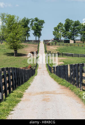 Kies-Weg über the Hill mit Pferden in Korallen Stockfoto