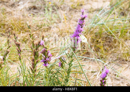 Ein Schmetterling sitzt auf eine Blütenpflanze Prärie in Fichte Woods Provincial Park, Manitoba, Kanada Stockfoto