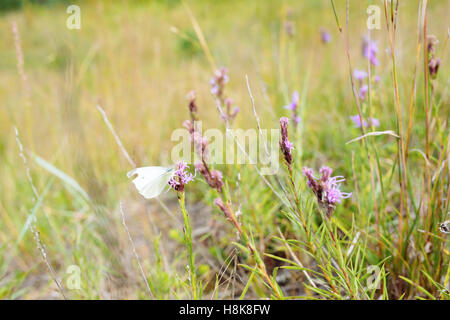 Ein Schmetterling sitzt auf eine Blütenpflanze Prärie in Fichte Woods Provincial Park, Manitoba, Kanada Stockfoto