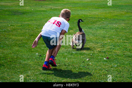 Junge und Ente, die zu Fuß auf dem Rasen Stockfoto