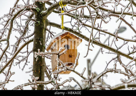 Zweige des Baumes ummantelt im Eis nach einem eiskalten Regen Sturm Stockfoto