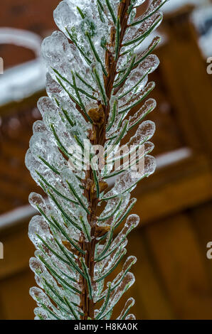 Zweige des Baumes ummantelt im Eis nach einem eiskalten Regen Sturm Stockfoto