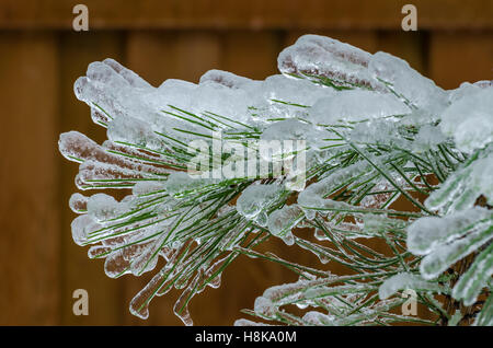 Zweige des Baumes ummantelt im Eis nach einem eiskalten Regen Sturm Stockfoto