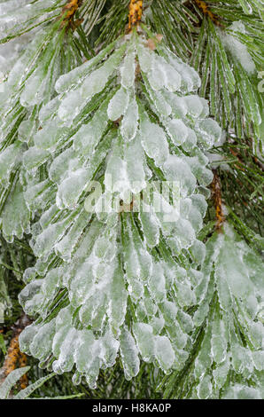 Zweige des Baumes ummantelt im Eis nach einem eiskalten Regen Sturm Stockfoto