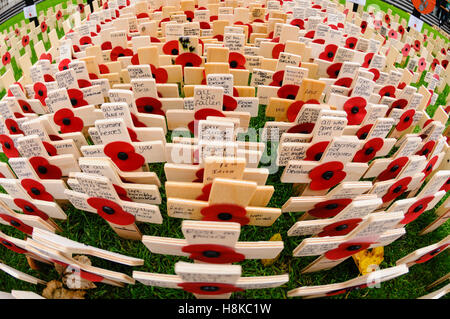 Belfast, Northern Ireland. 13. November 2016. Gedenkgottesdienst am Ehrenmal der Belfast City Hall. Bildnachweis: Stephen Barnes/Alamy Live-Nachrichten Stockfoto