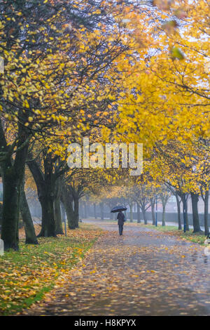 Aberystwyth, Wales, UK. 15. November 2016. UK-Wetter: Eine Frau geht auf den von Bäumen gesäumten Plascrug Avenue auf ein nass und nebligen Morgen in Aberystwyth, Wales. Der Wetterbericht zu kälter und windiger bis Ende der Woche, einen Zauber von Feuchtigkeit zu Ende zu bringen und ungewöhnlich milde Bedingungen Bildnachweis: Keith Morris/Alamy Live News Stockfoto