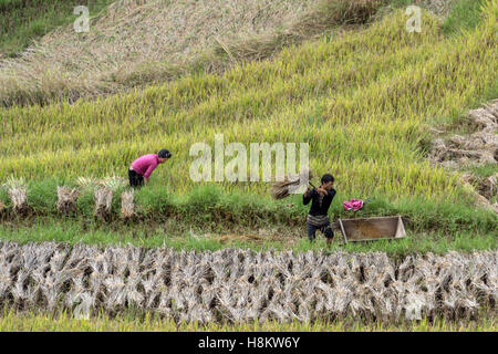 Bauern sammeln Reife Garben von Reis, Ta Van Tal, Sa Pa, Nord-Vietnam Stockfoto