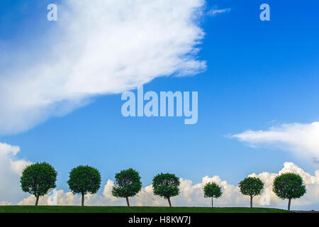 Reihe von Bäumen unter dem düsteren Himmel. sieben Baum in einer Linie Stockfoto