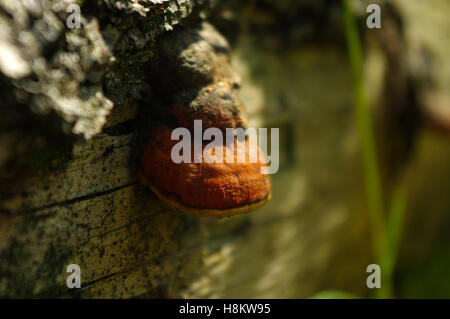 Große Pilze wachsen an der Seite eines alten Baumes. Stockfoto