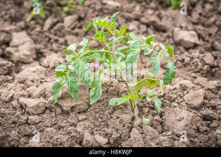 Meki Batu, Äthiopien - Pfeffer junge Pflanzen an den Obst- und Gemüse-Erzeuger-Genossenschaft in Meki Batu. Stockfoto