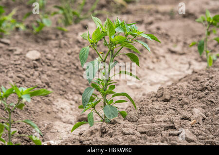 Meki Batu, Äthiopien - Pfeffer junge Pflanzen an den Obst- und Gemüse-Erzeuger-Genossenschaft in Meki Batu. Stockfoto