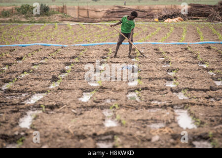 Meki Batu, Äthiopien - junge männliche Arbeiter, die Bewässerung der Felder in der Obst- und Gemüse-Erzeuger-Genossenschaft in Meki Batu. Stockfoto